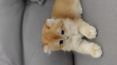 Orjinal İrk British Shorthair Golden Yavrular