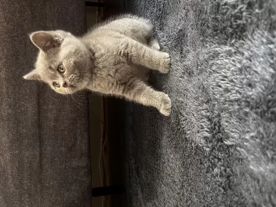 British Shorthair Erkek Yavru