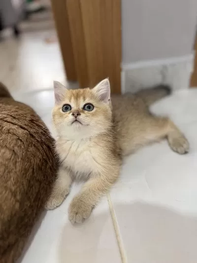 Golden British Shorthair