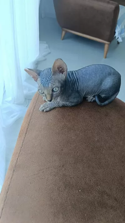 Uygun Fiyata A Kalite Sfenks Dişiler