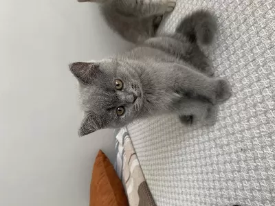 Yavru British Shorthair