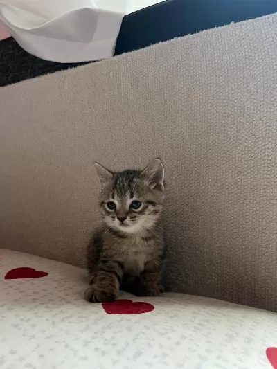 Sağlıklı British Shorthair