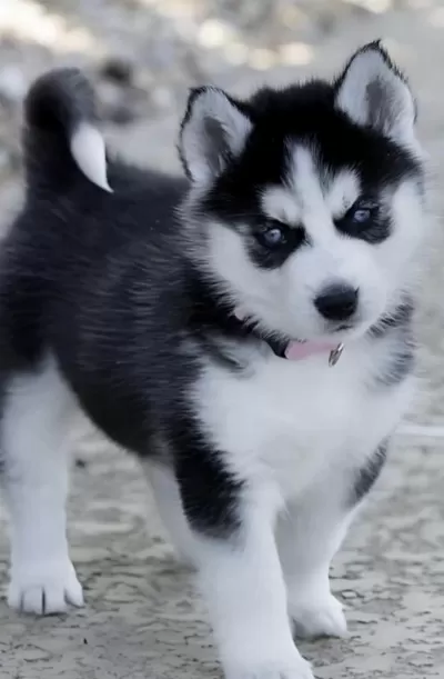Sibirya Kurdu Köpeği