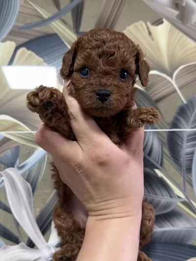 Anne Baba Kore Toy Poodle Yavrulari