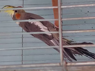 3 Aylık Erkek Sultan Papağanı
