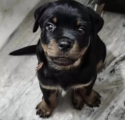 Harika Rottweiler Yavru