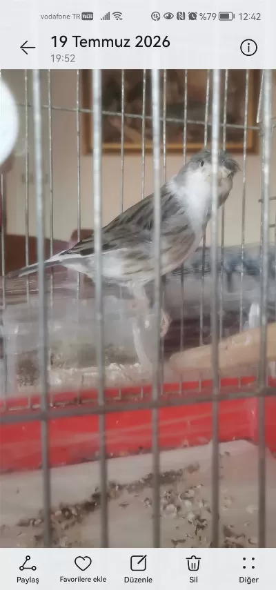 Hazır Bangir Bangir Oter Durumda Harleguin Kanarya