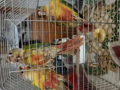El Besleme Konur Papağani