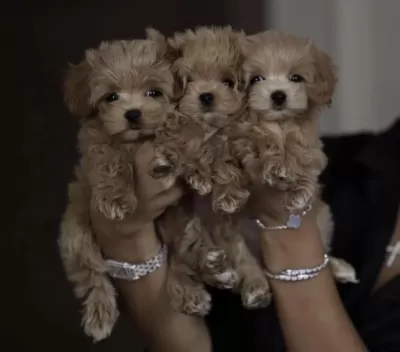 Harika Orijinal Maltipoo