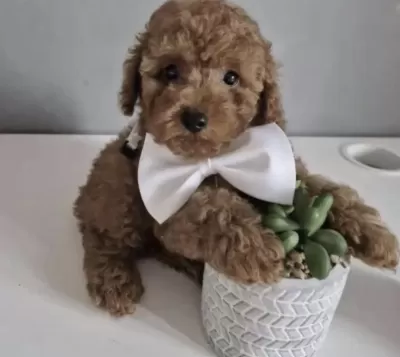 Sağlıklı Toy Poodle Köpeği