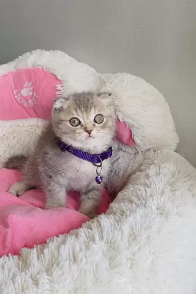 Orjinal Lilac Tabby Scotısh Fold Bebeğim