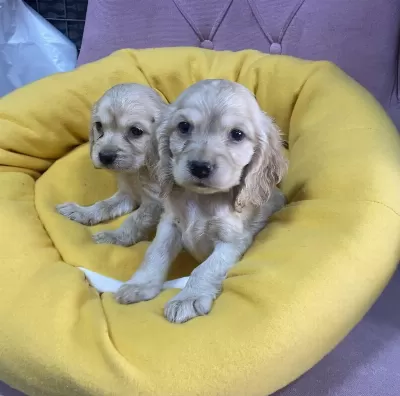 2 Aylık Cocker Yavrularımız
