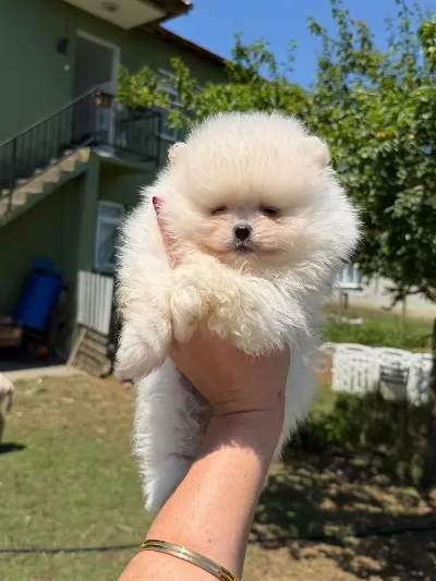 Teacüp Pomeranian Boo