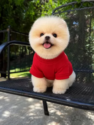 Orjinal Pomeranian Boo