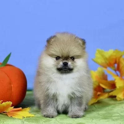 Pomeranian Yavrulari Antalya