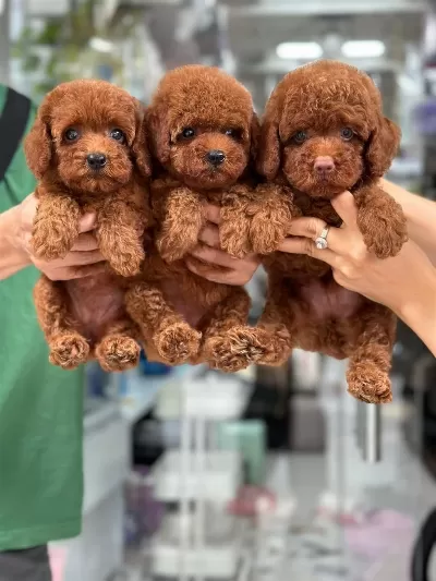 Sevgi Tadında Kore Toy Poodle Bebekler