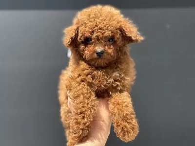 Ankaranın Yasal Ruhsatlı Çiftliğinden Toy Poodle