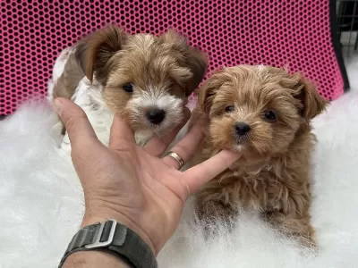 Dizany İrk Tea Cup Morkie Yavrularımız