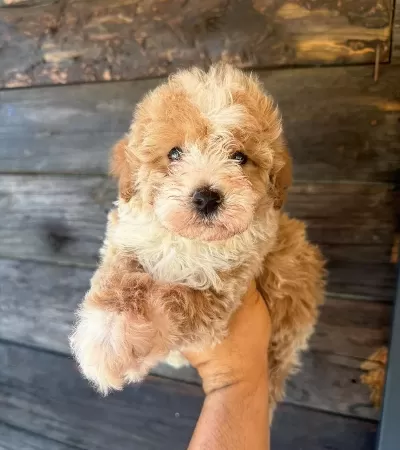 Çift Renk Özel Maltipoo Yavrular