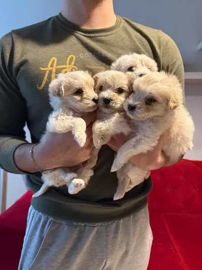 Evinizin neşesi maltipoo bebeklerimiz