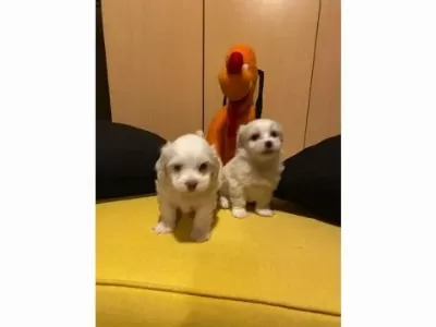 Maltipoo bebeklerimiz uygundur