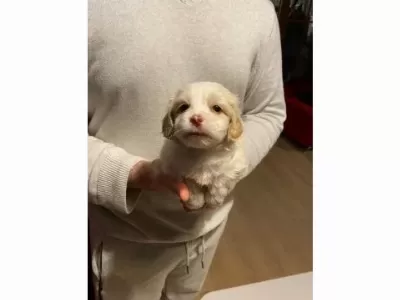 Minik maltipoo bebeklerimiz