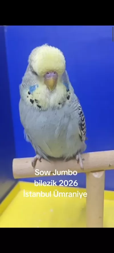 Üst düzey Sow yavrular