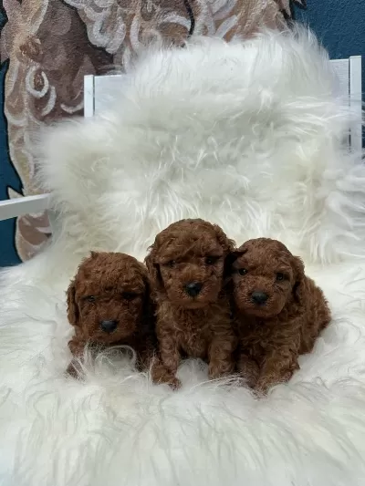 Anatomi Harikasi Poodle Bebeklerim