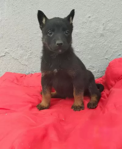 Mükemmel Kan Hattina Sahip Malinois Yavrular