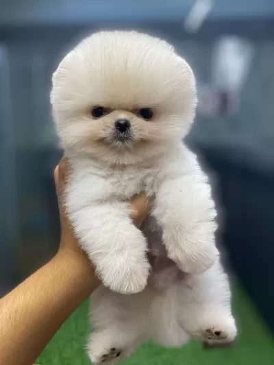 Show Kalite Ayı Surat Pomeranian Yavrular