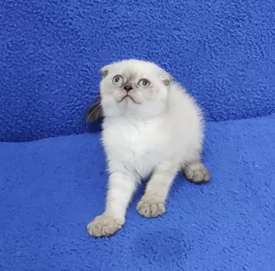 Teslime Hazir Mükemmel Bir Scottish Fold