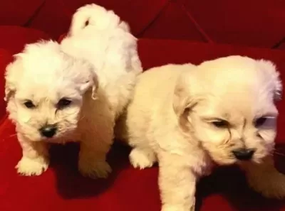 Maltipoo Yavrularımız Uygundur