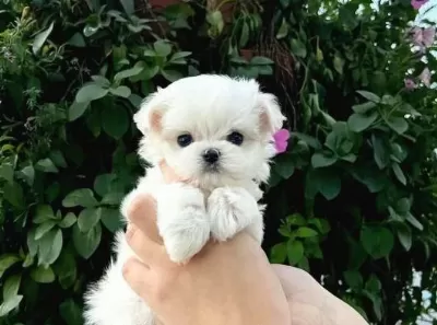 Mini Boy Maltese Yavrularımız
