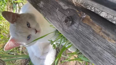 Tam Bilmiyorum Kedimizin Cinsi Ne
