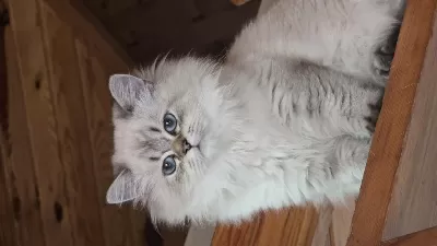 British Longhair 9 Aylık