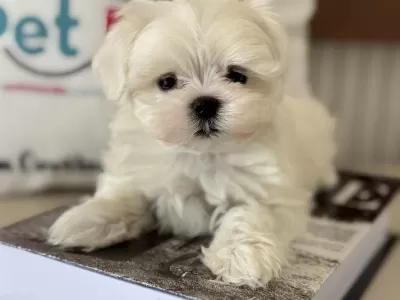 En İyisini Arayanlar İçi Petmode Köpek Çifrliğinde
