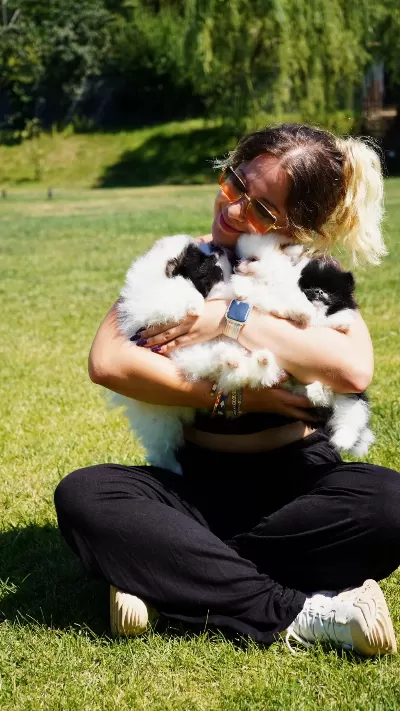 Muhteşem Pomeranian Boo Yavrulari