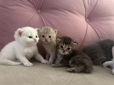 Kedilerimize Yuva Arıyoruz