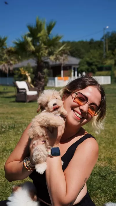 Tea Cup Maltipoo Yavrulari İstanbul
