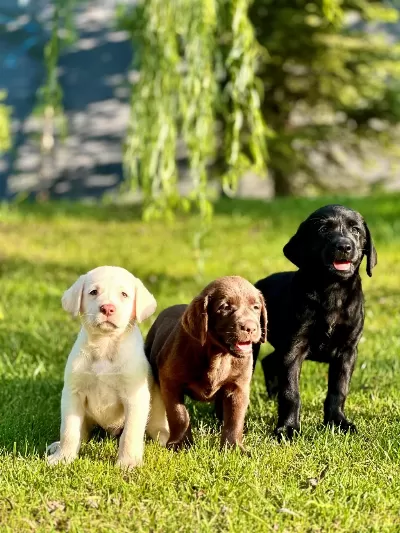 Özel Ve Sağlik İrk Garantili Labrador Yavrulari