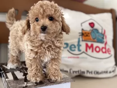 Tea Cup Kore Maltipo Yavrular Ziyarete Açık