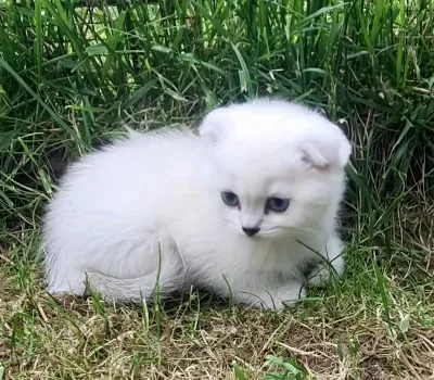 Akkuş Üretim Çiftliğinden Scottish Fold Yavrulari