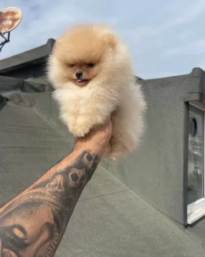 Ayı Surat Pomeranian Yavrular Korekan