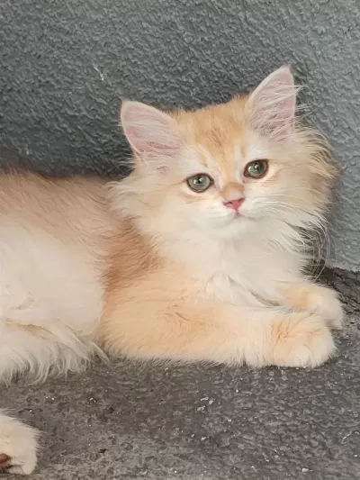 British Golden Yavrular