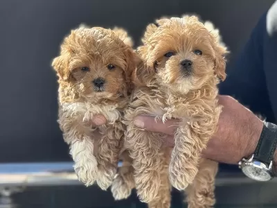 Ankarada Yasal Çiftlikde Ziyarete Açık Maltipoo