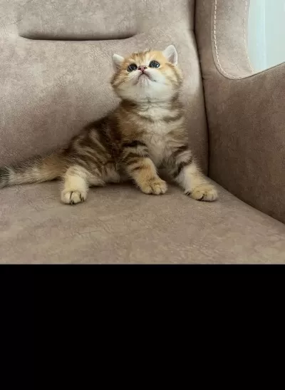 British Shorthair Golden Ve Point Yavru