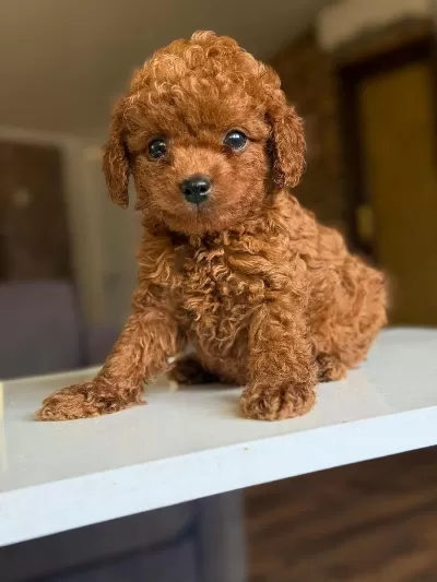 Orjinal Teacüp Poodle Yavrumuz