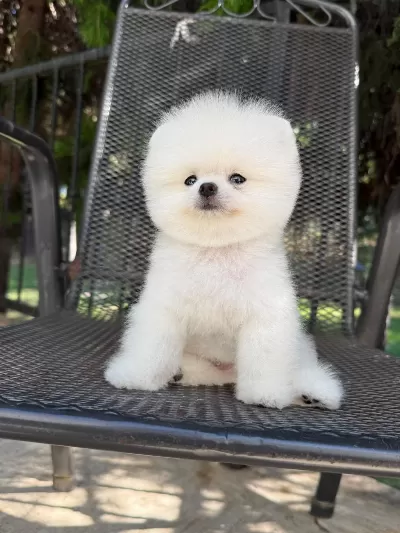 Orjinal Pomeranian Boo Yavrumuz Fındık