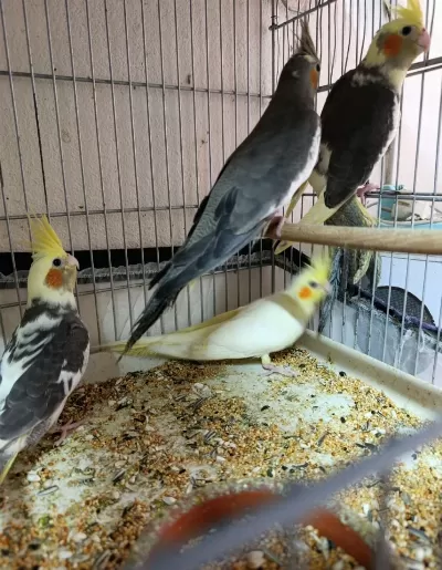 Yavru Ve Damızlık Sultan Papağanlarımız Mevcuttur
