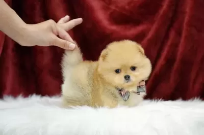 Show Kalite Ayı Surat Pomeranian Yavrularımız